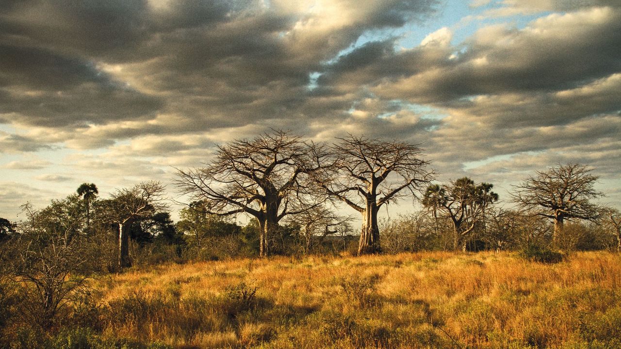 African safari landscape at golden hour with acacia trees
