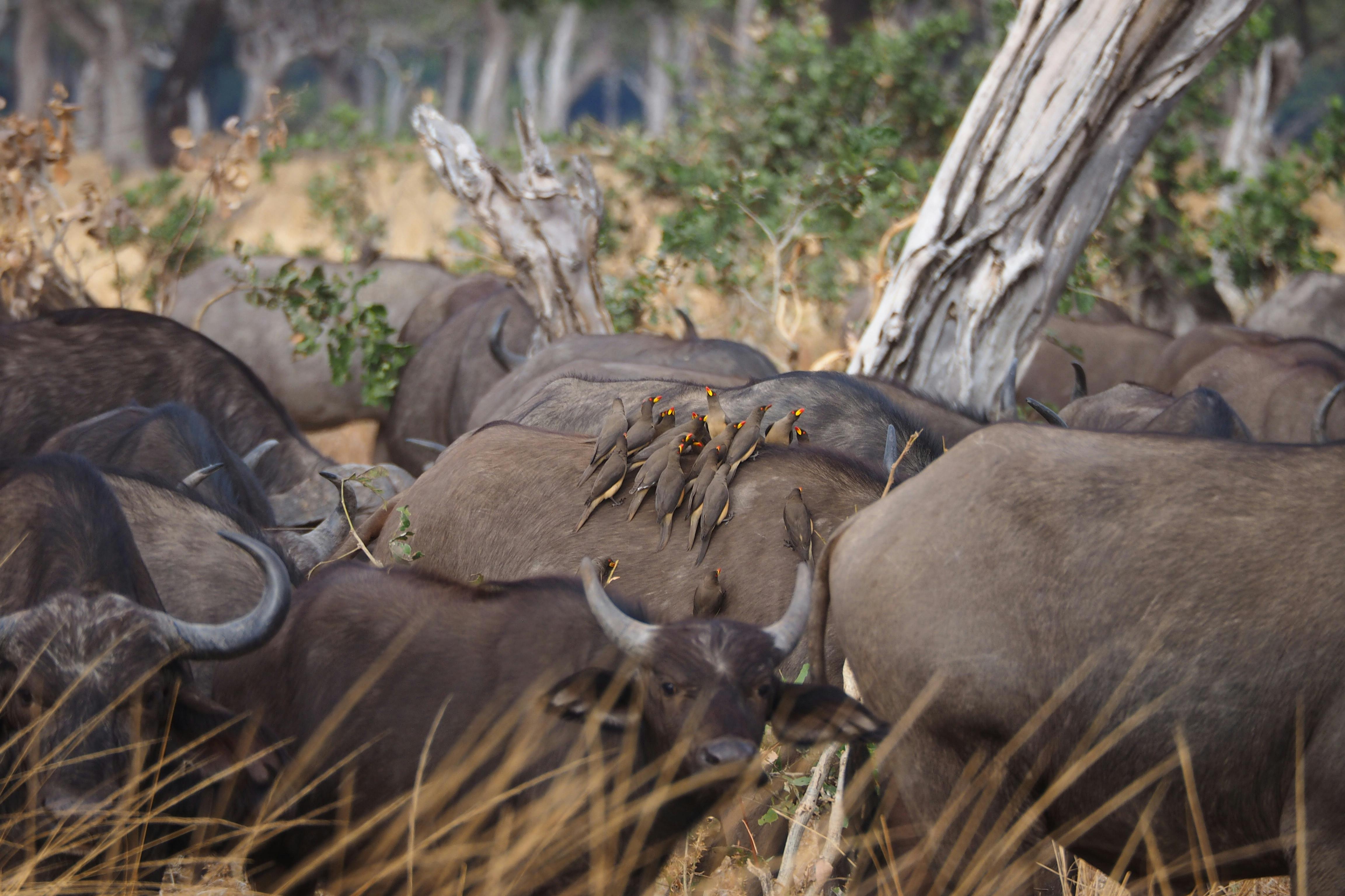 Buffalo - African Big Five wildlife