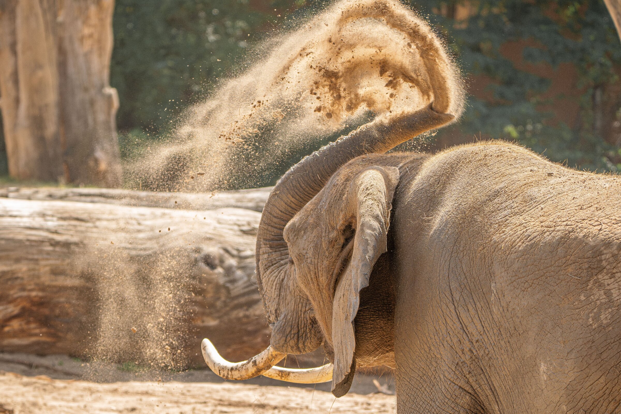 Elephant - African Big Five wildlife