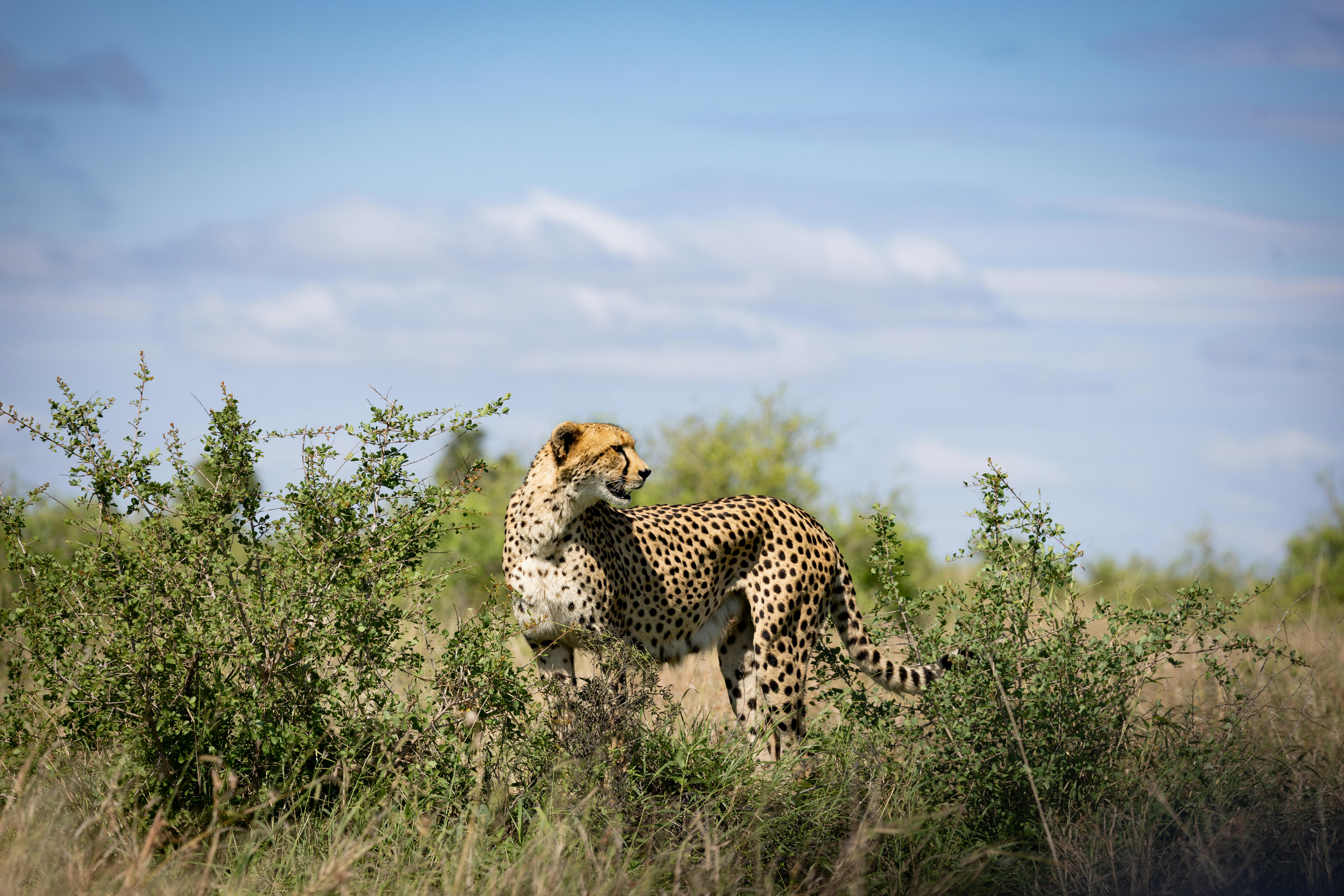Kruger National Park safari with wildlife in golden light