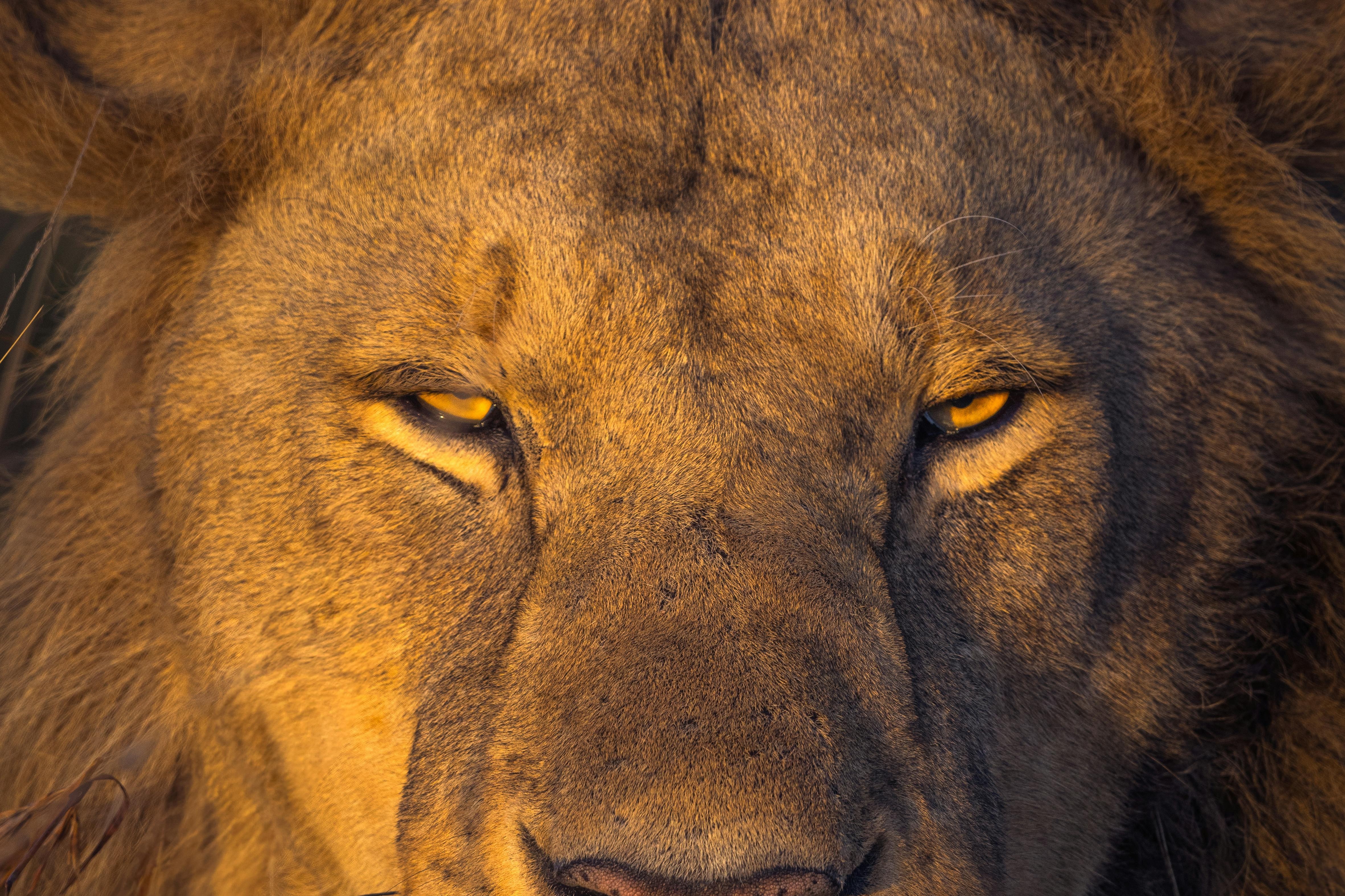 Majestic lion resting in golden grass