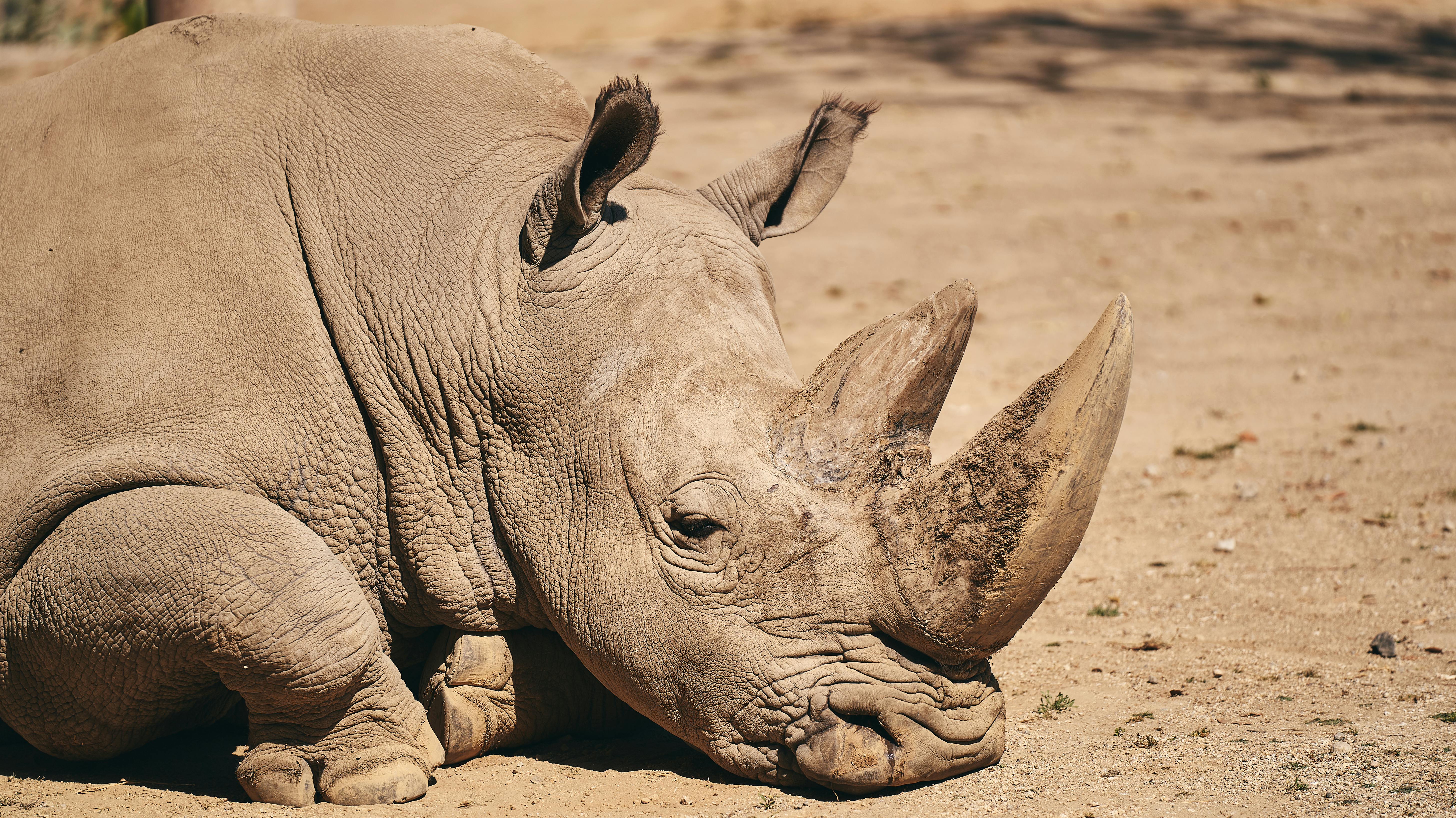 Rhino - African Big Five wildlife